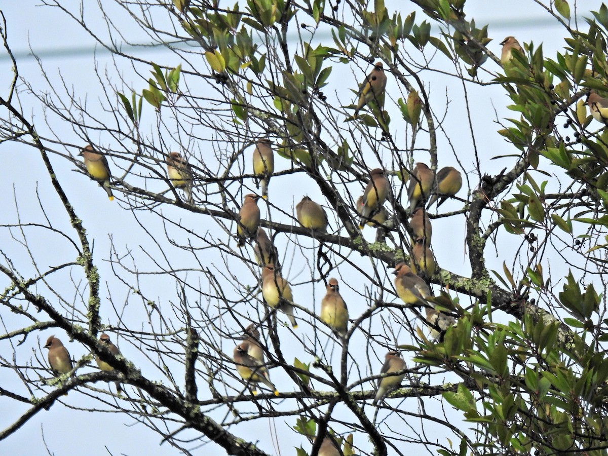 Cedar Waxwing - ML628153571