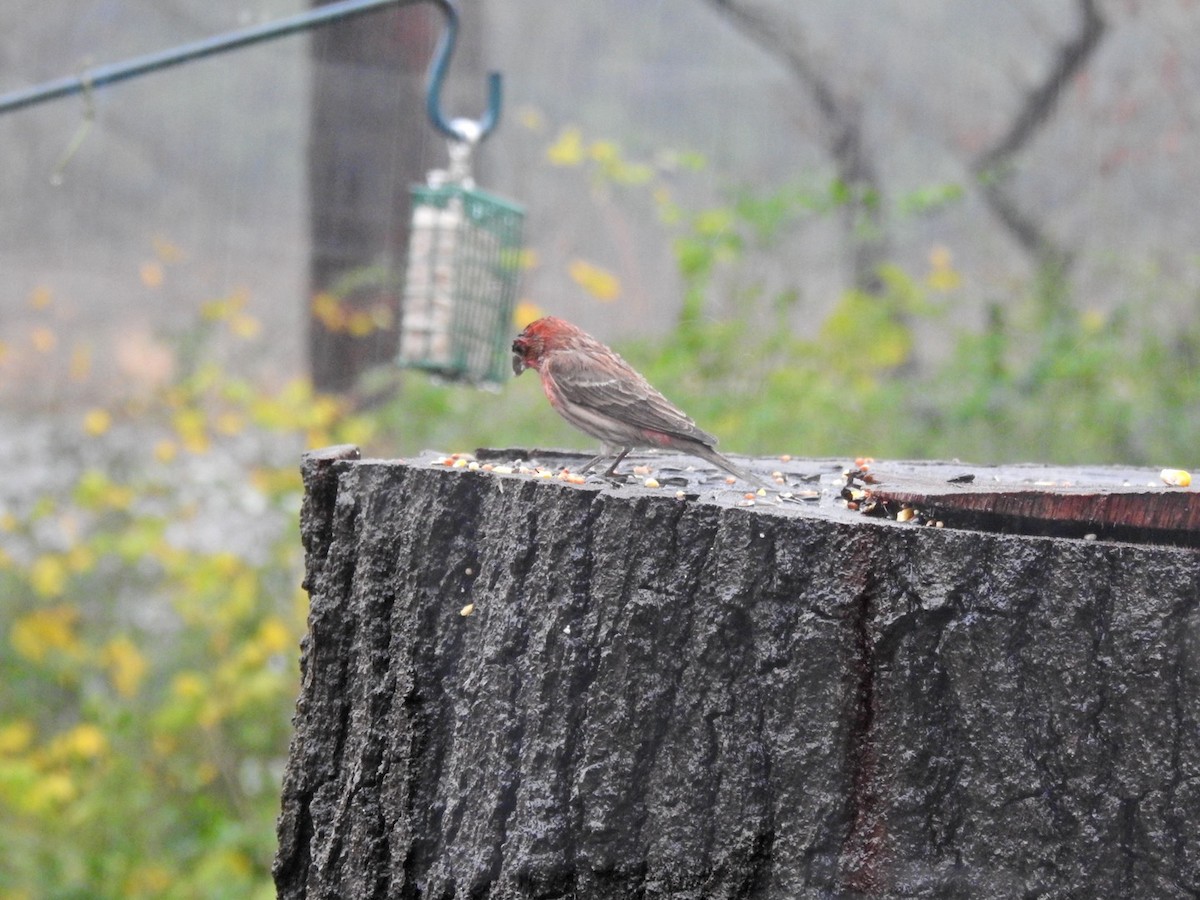 House Finch - ML628153580