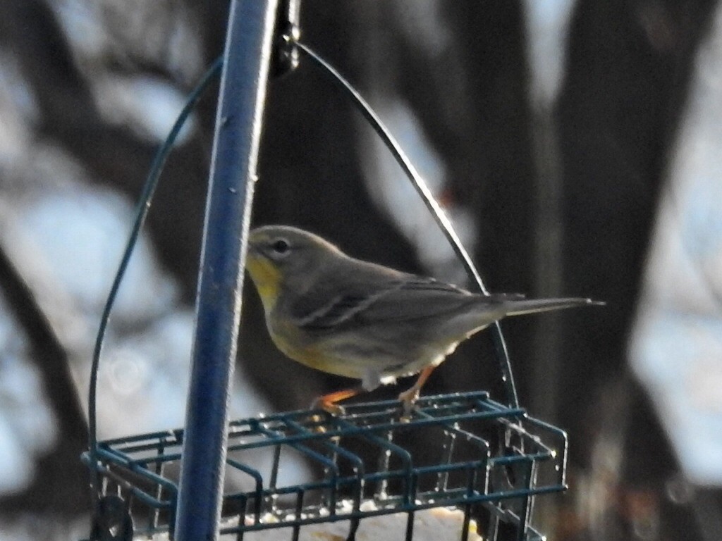 Pine Warbler - ML628153587