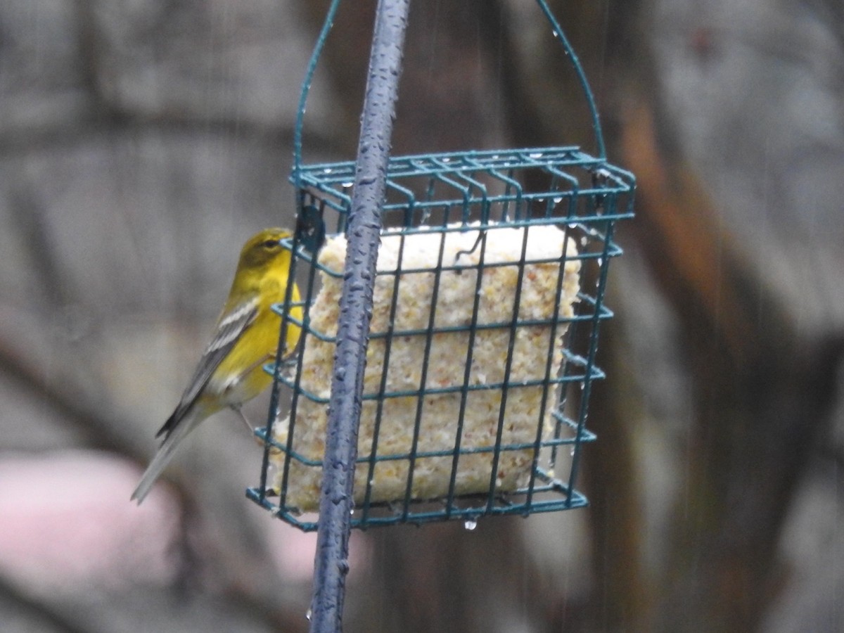 Pine Warbler - ML628153588