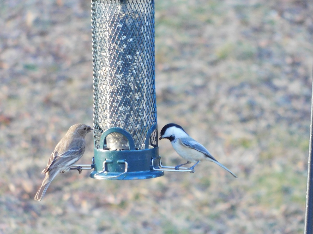 Black-capped Chickadee - ML628153596