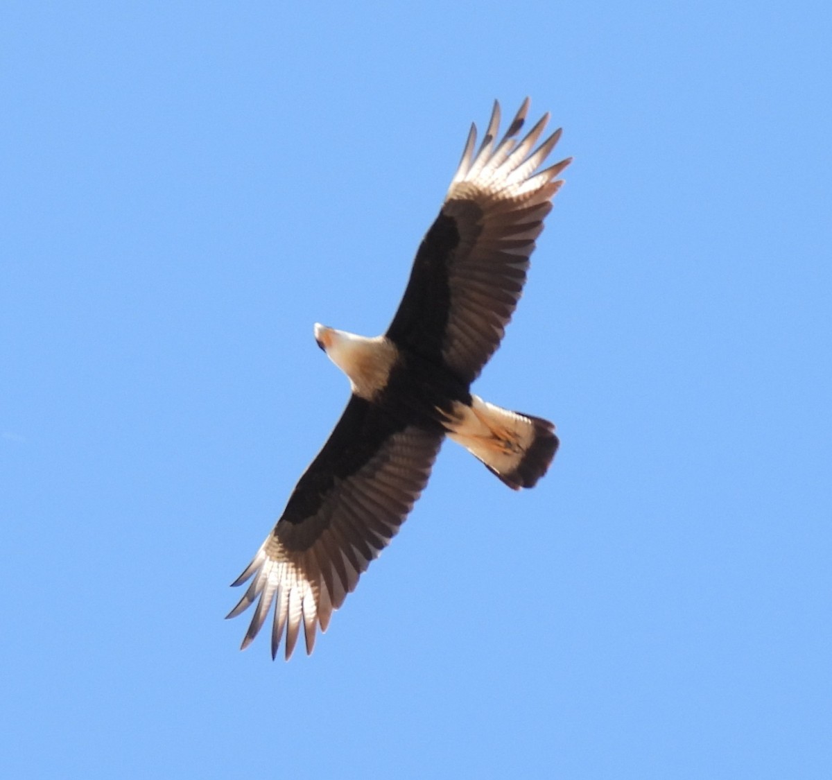 Crested Caracara (Northern) - ML628153597