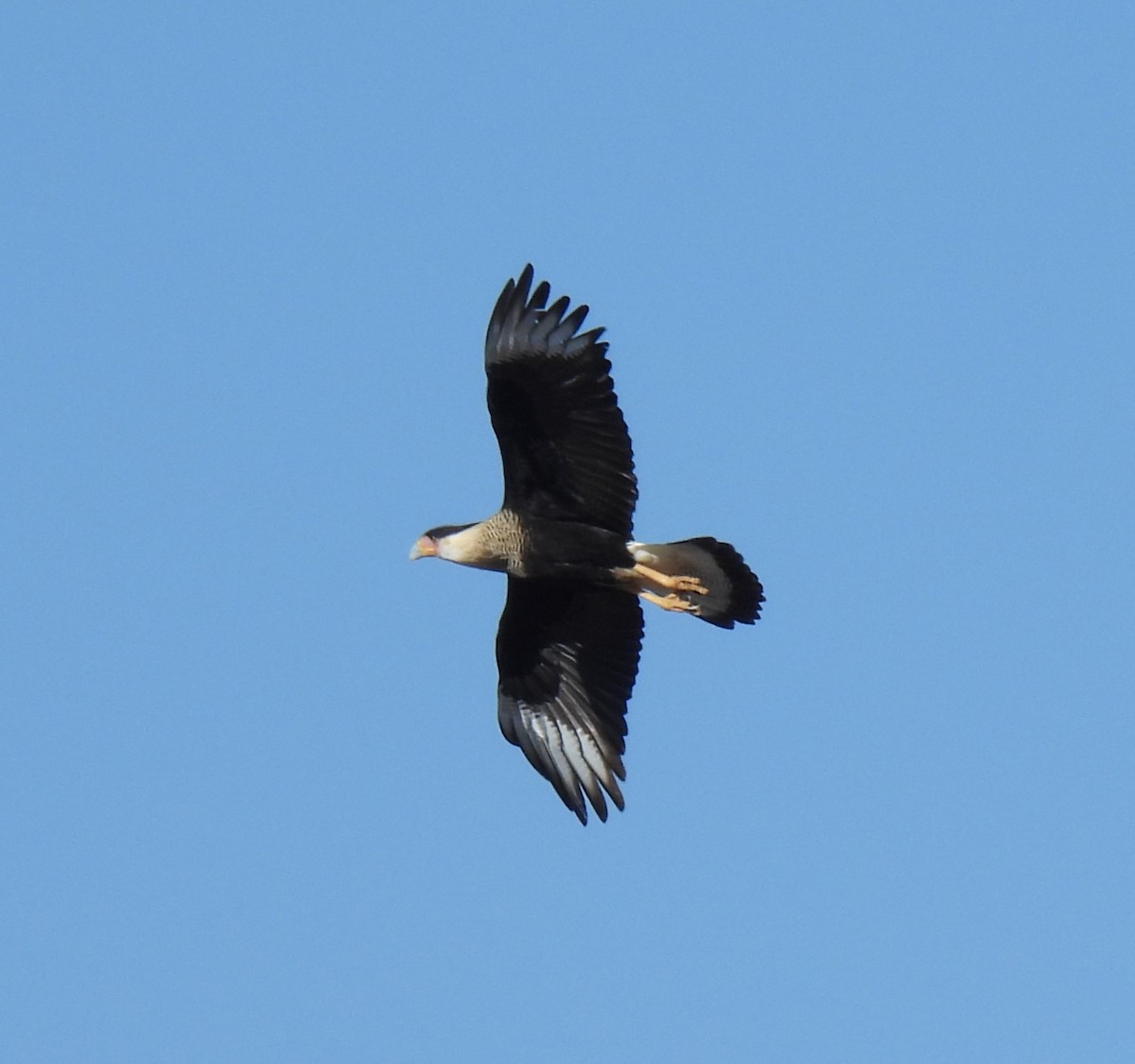 Crested Caracara (Northern) - ML628153601