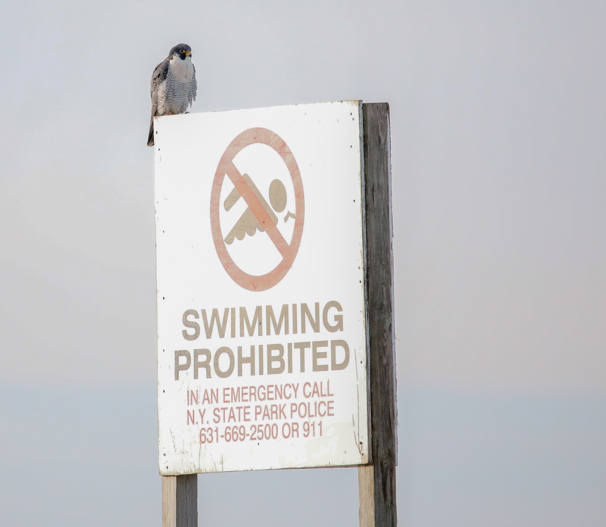 Peregrine Falcon - ML628153676