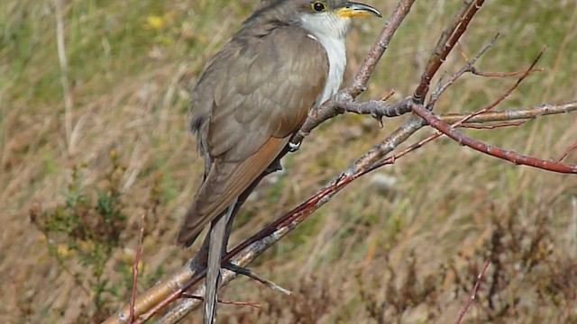 Yellow-billed Cuckoo - ML628153697