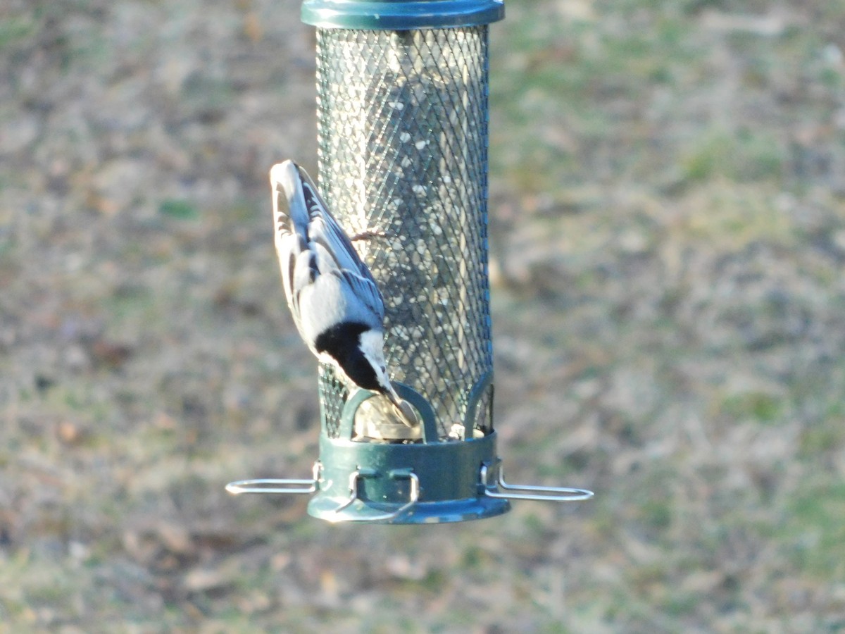 White-breasted Nuthatch - ML628153705