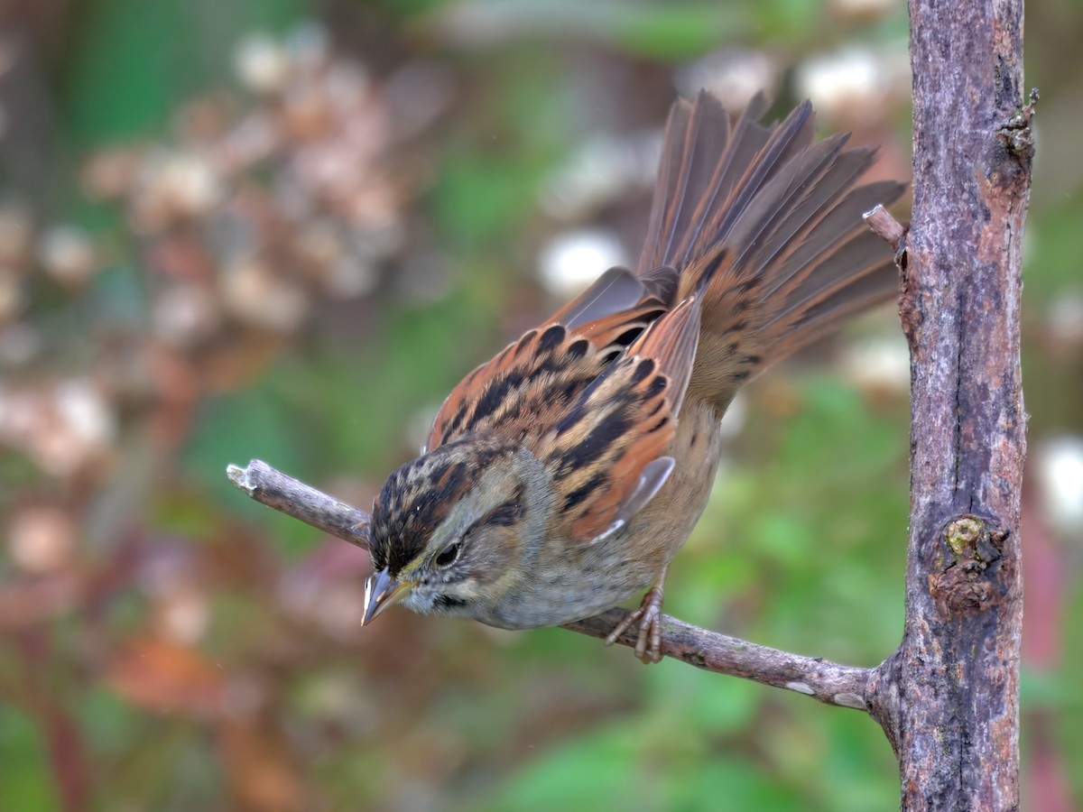 Swamp Sparrow - ML628153817