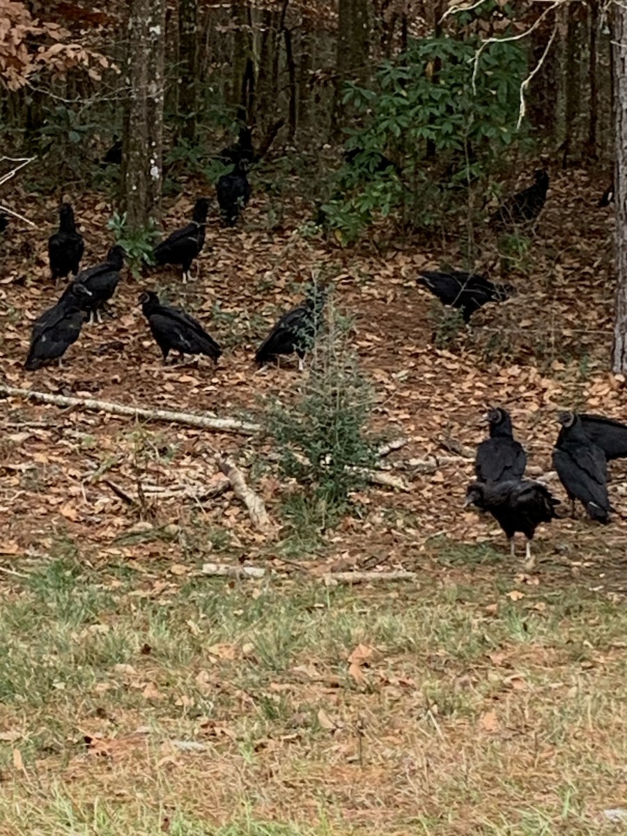 Black Vulture - ML628153965