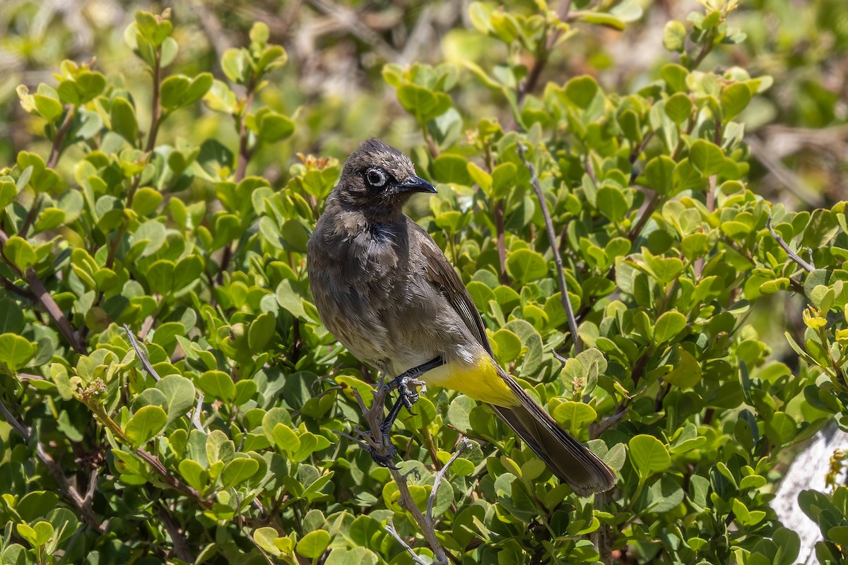 Cape Bulbul - ML628153983