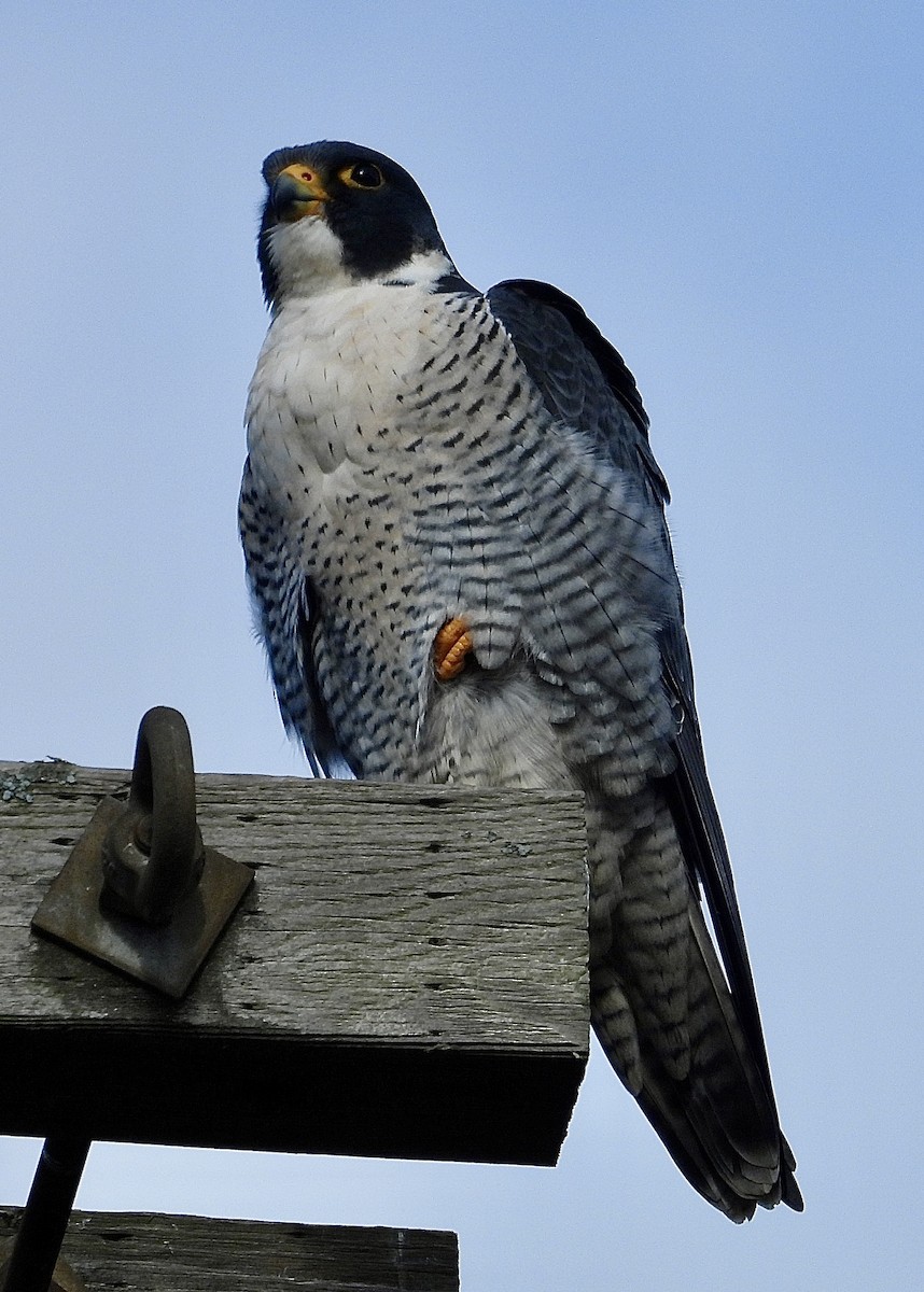 Peregrine Falcon - ML628153990