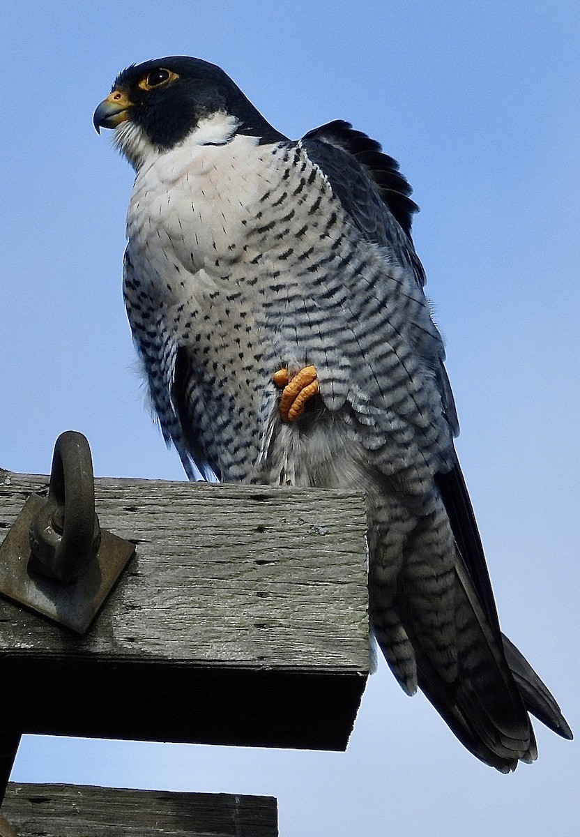 Peregrine Falcon - ML628153991