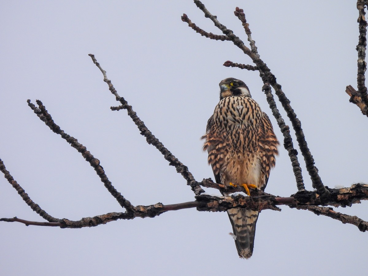 Peregrine Falcon - ML628154095