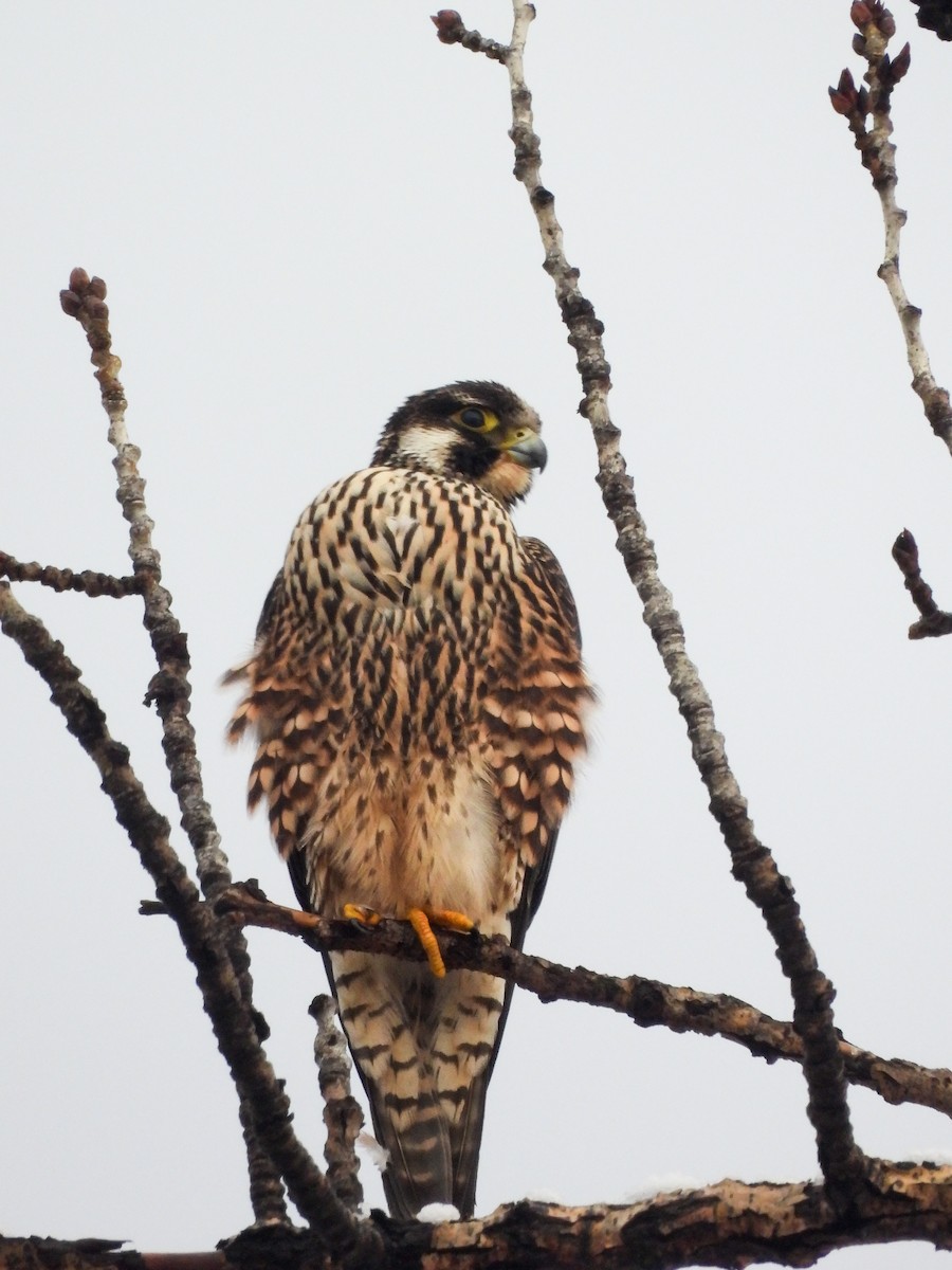 Peregrine Falcon - ML628154097