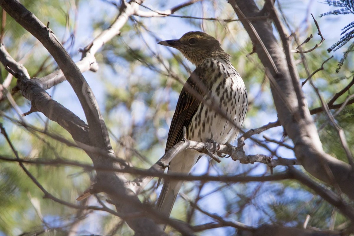 Olive-backed Oriole - ML62815411