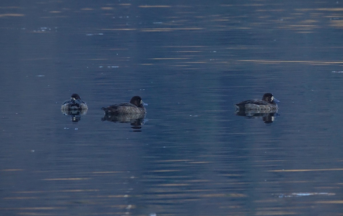 Moretta grigia - ML628154166