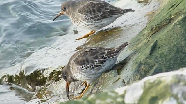 fjæreplytt - ML628154253