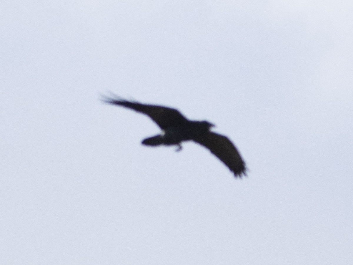 Common Raven - ML628154516