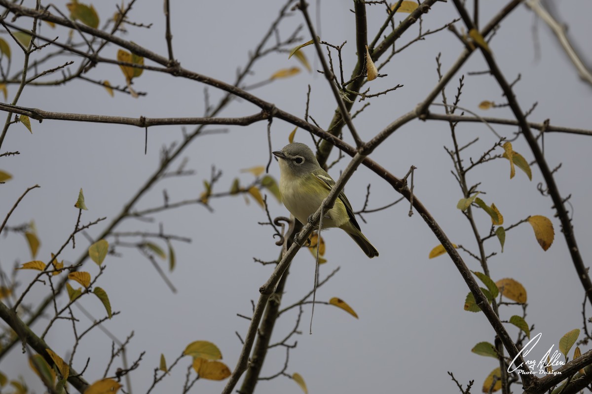 Blue-headed Vireo - ML628154545