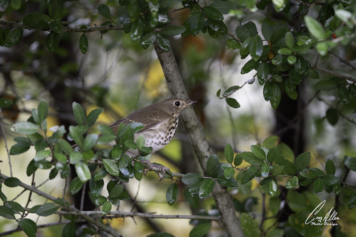 Hermit Thrush - ML628154552