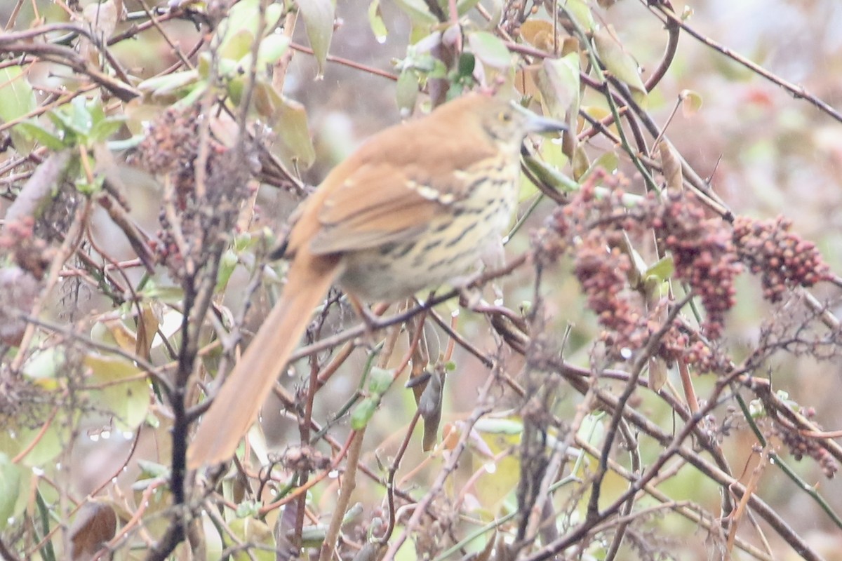 チャイロツグミモドキ - ML628154631