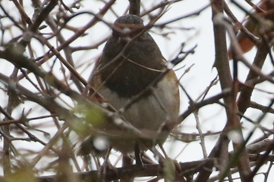 ホシワキアカトウヒチョウ - ML628154649