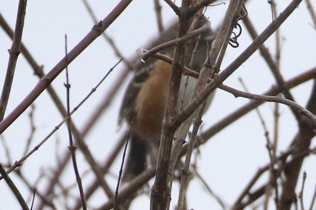 ホシワキアカトウヒチョウ - ML628154650