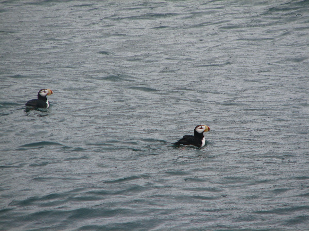 Horned Puffin - ML628154651