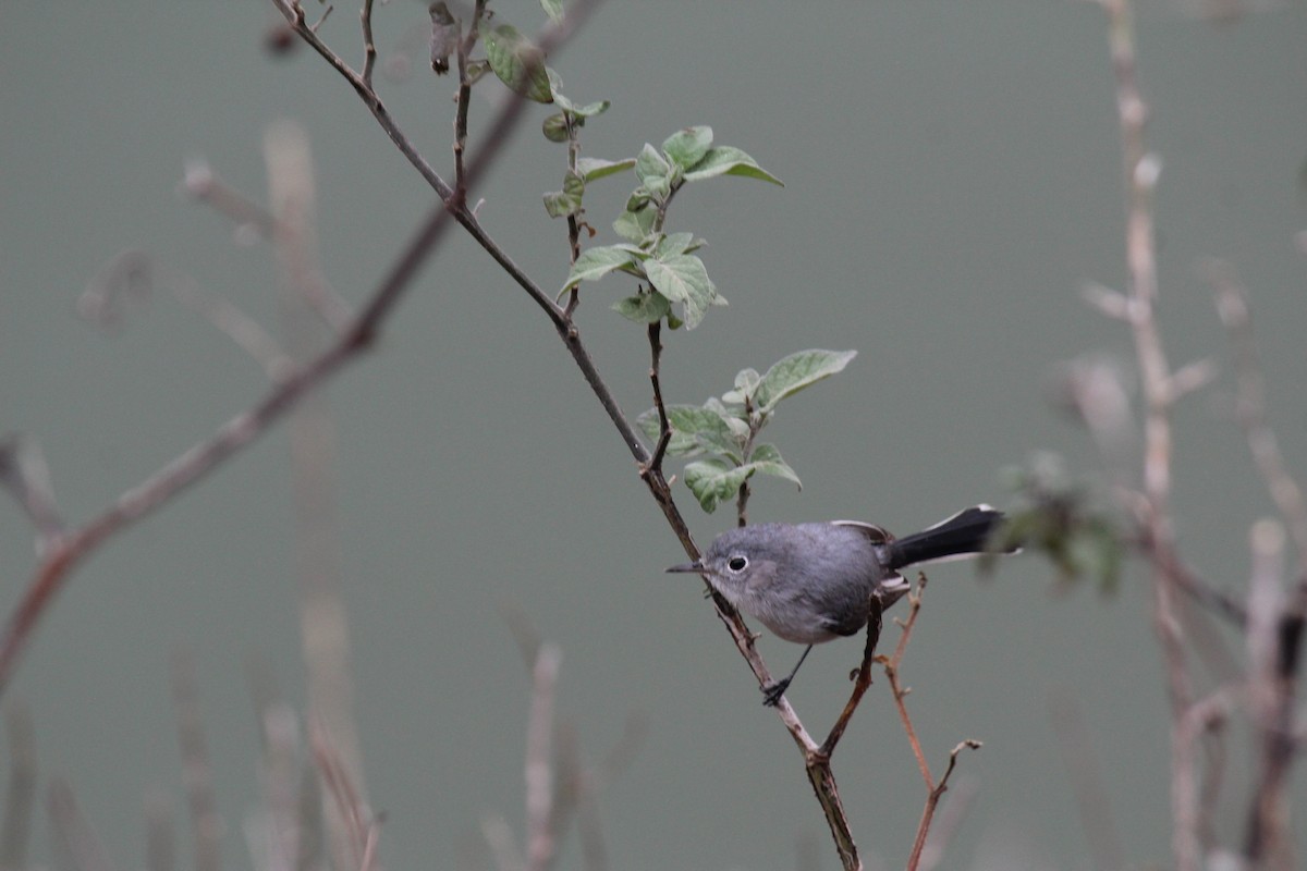 Blue-gray Gnatcatcher - ML628154673