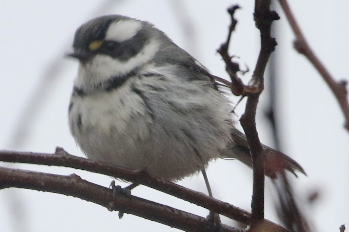 ノドグロハイアメリカムシクイ - ML628154715