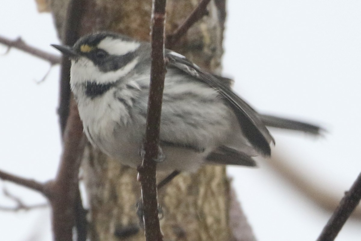 ノドグロハイアメリカムシクイ - ML628154716