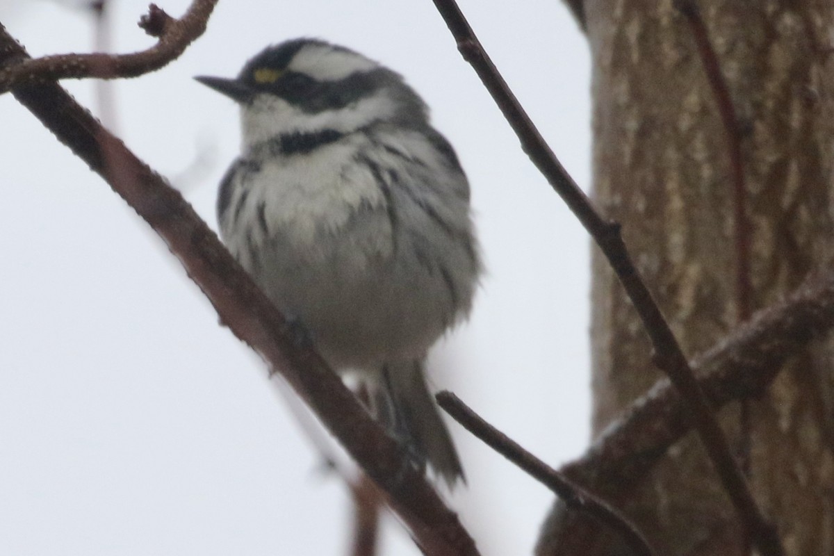 ノドグロハイアメリカムシクイ - ML628154717