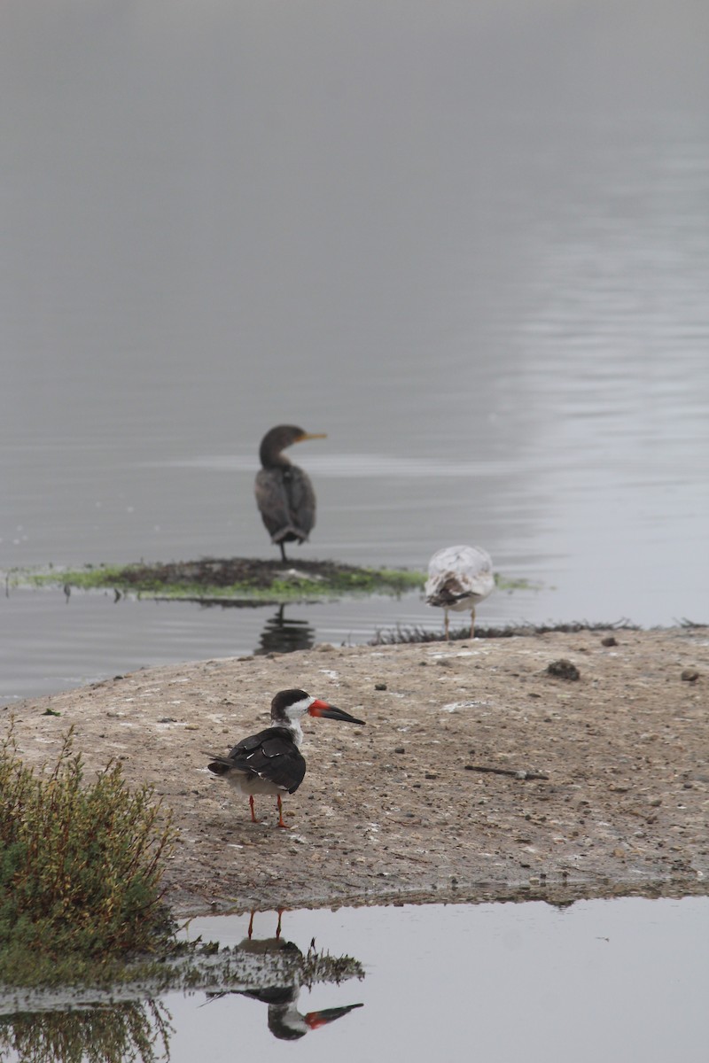 Black Skimmer - ML628154723