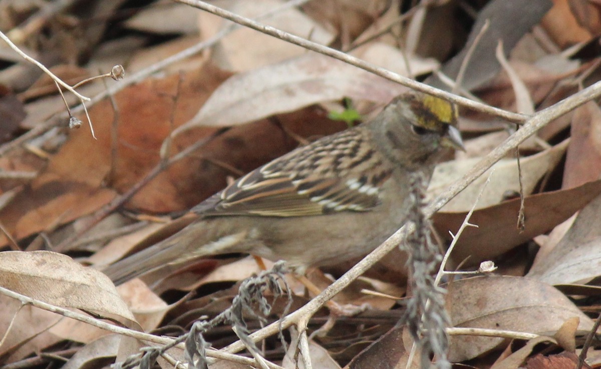 Golden-crowned Sparrow - ML628154813