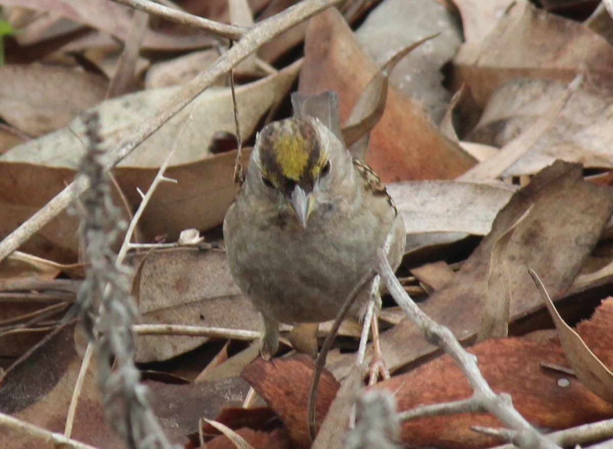 Golden-crowned Sparrow - ML628154814