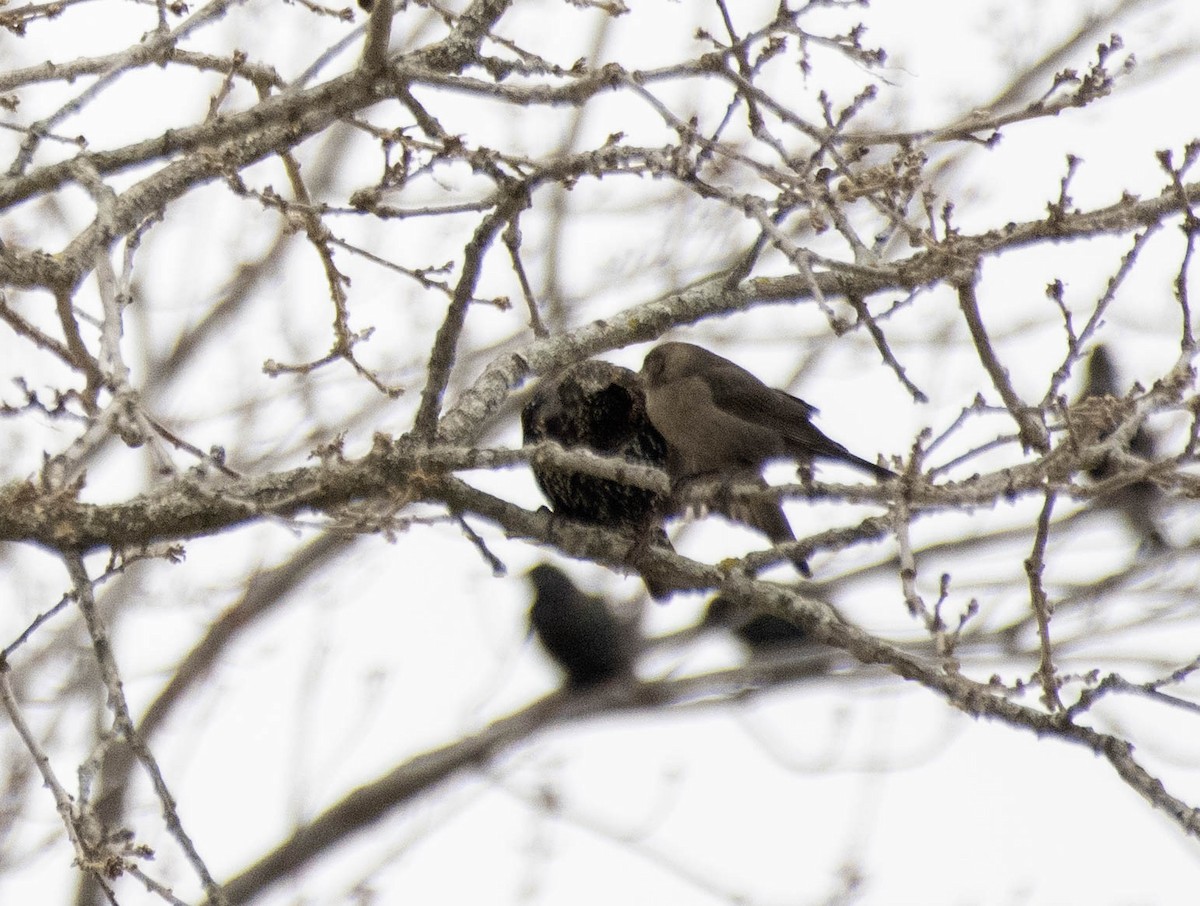 Brown-headed Cowbird - ML628154914