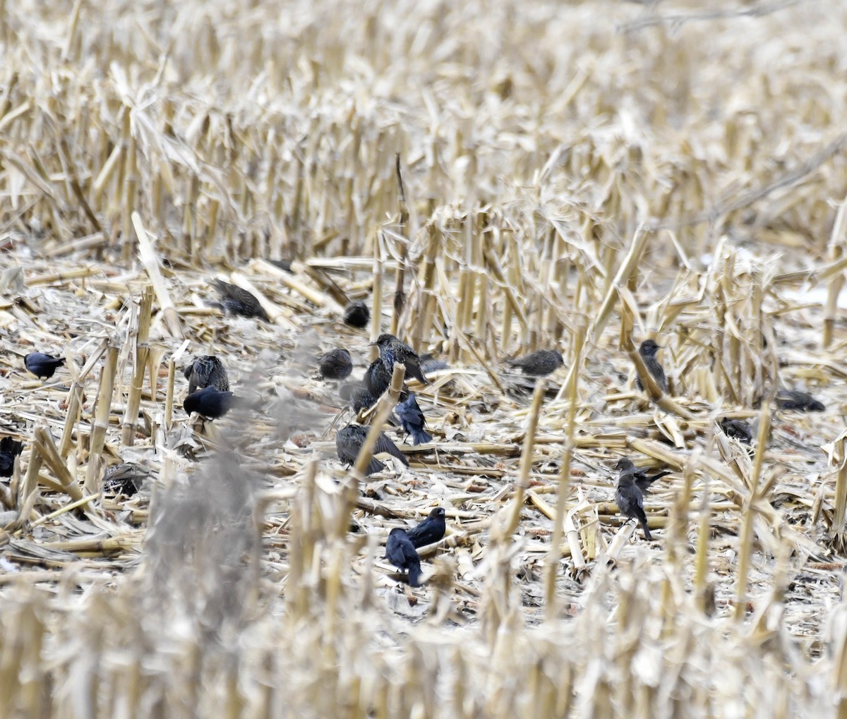 Brown-headed Cowbird - ML628154961