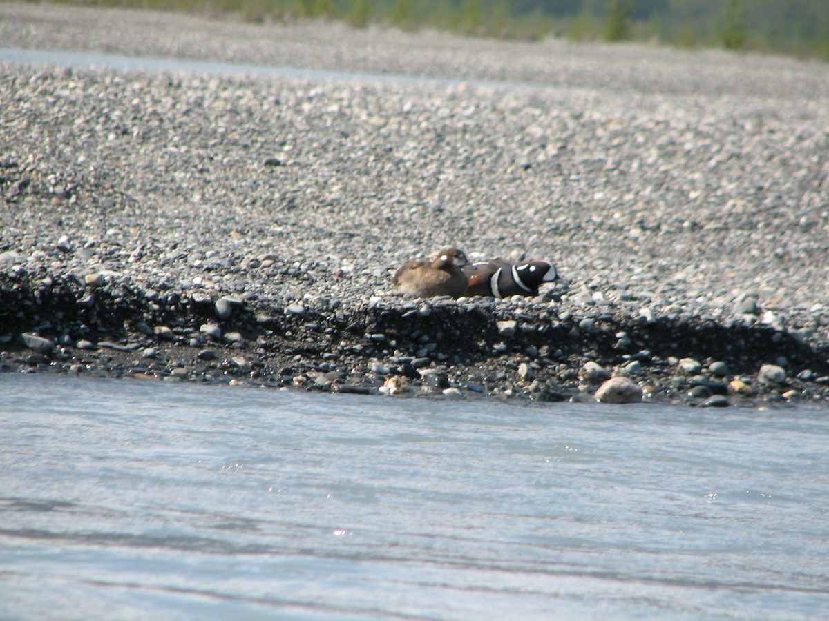 Harlequin Duck - ML628155088