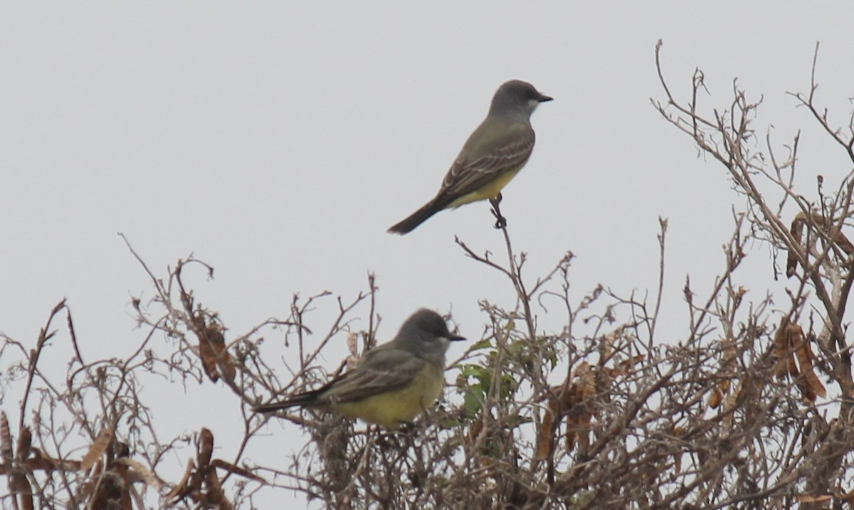 Cassin's Kingbird - ML628155158