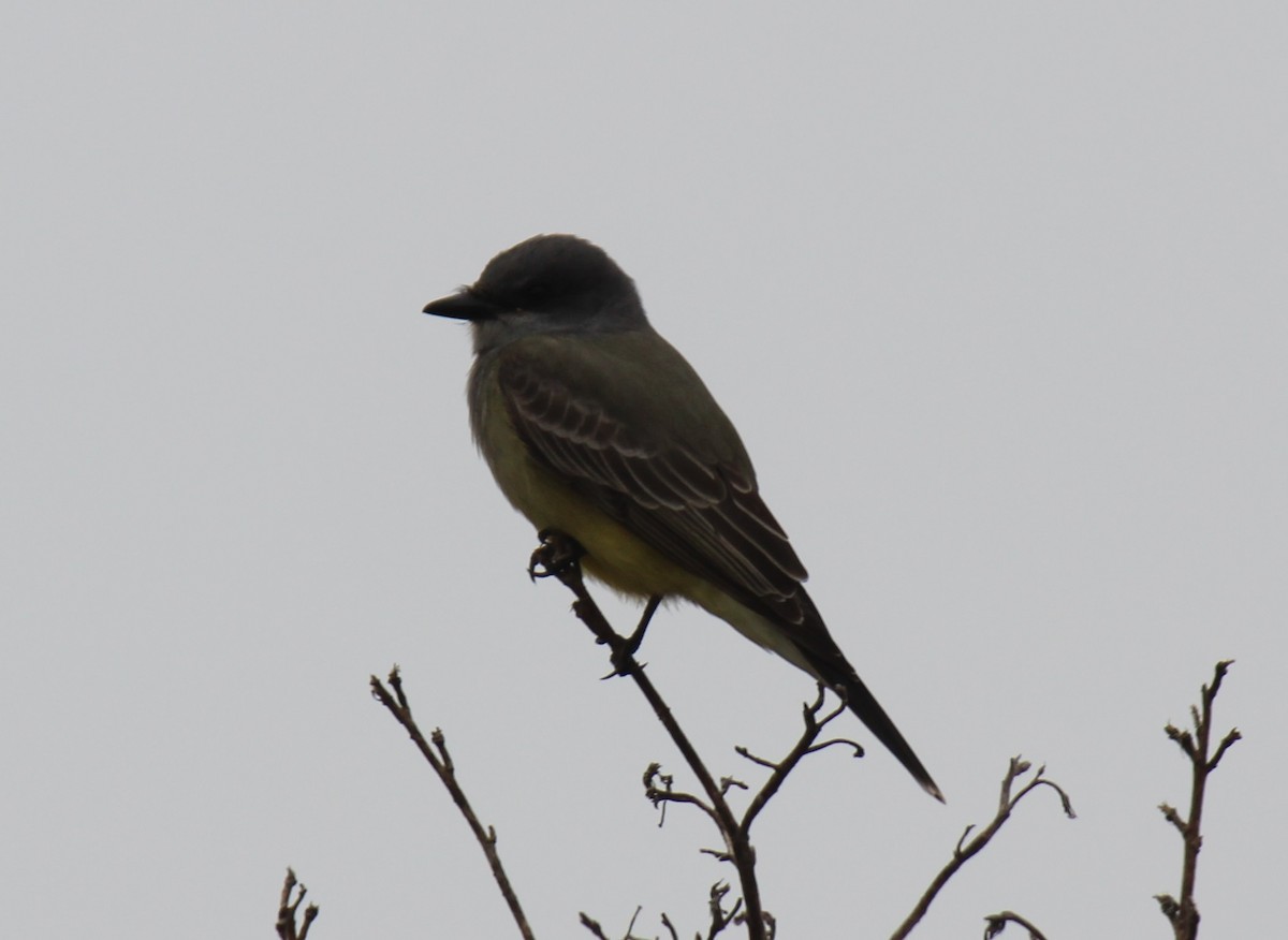 Cassin's Kingbird - ML628155159