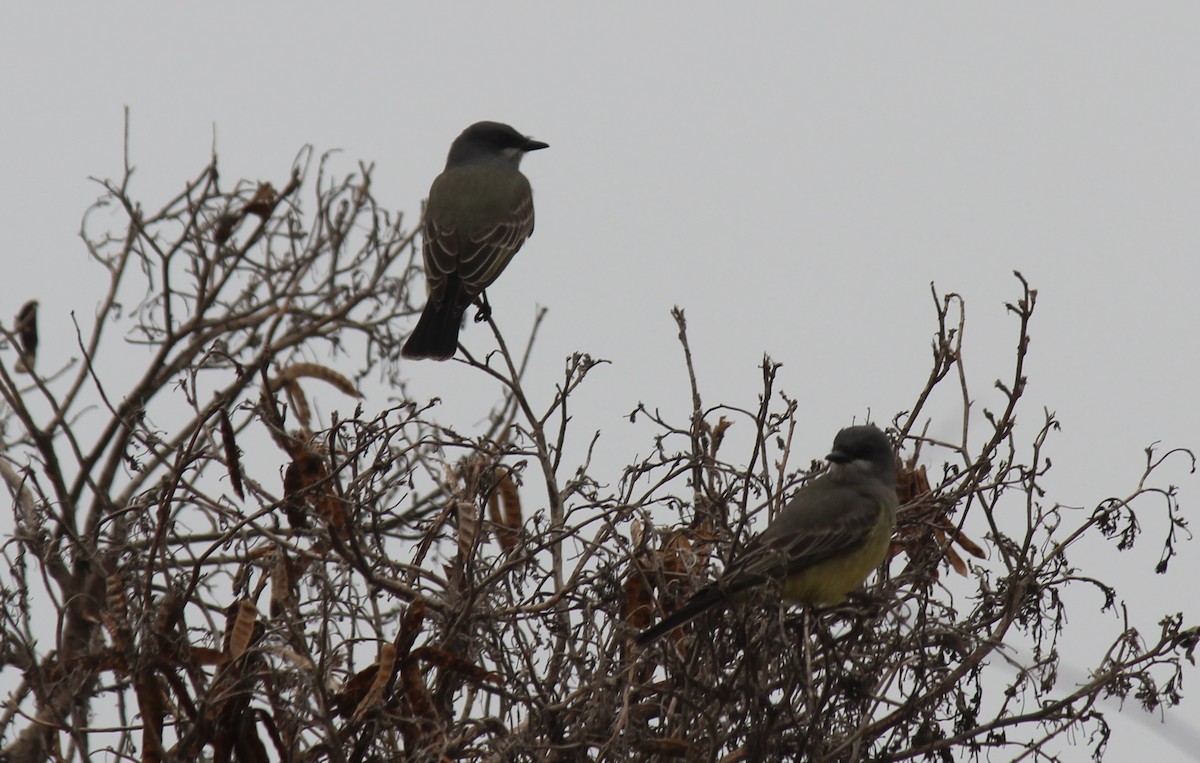 Cassin's Kingbird - ML628155160