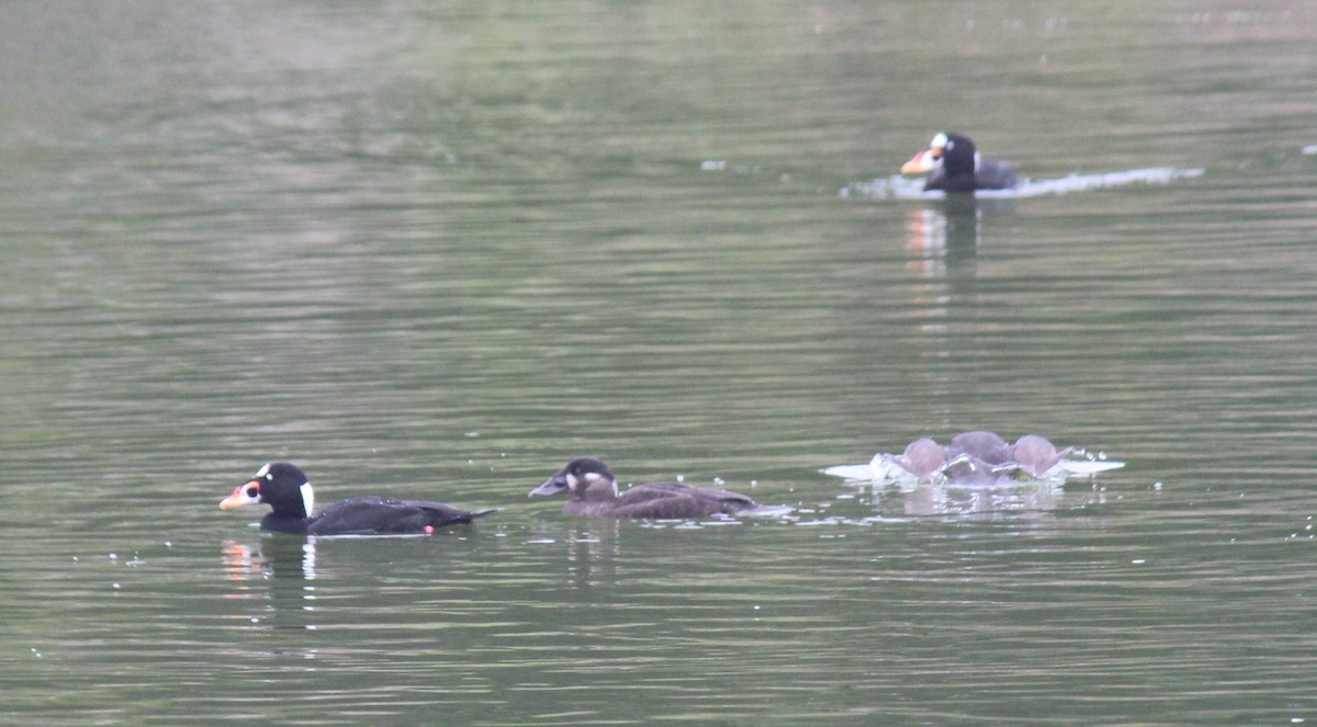 Surf Scoter - ML628155191