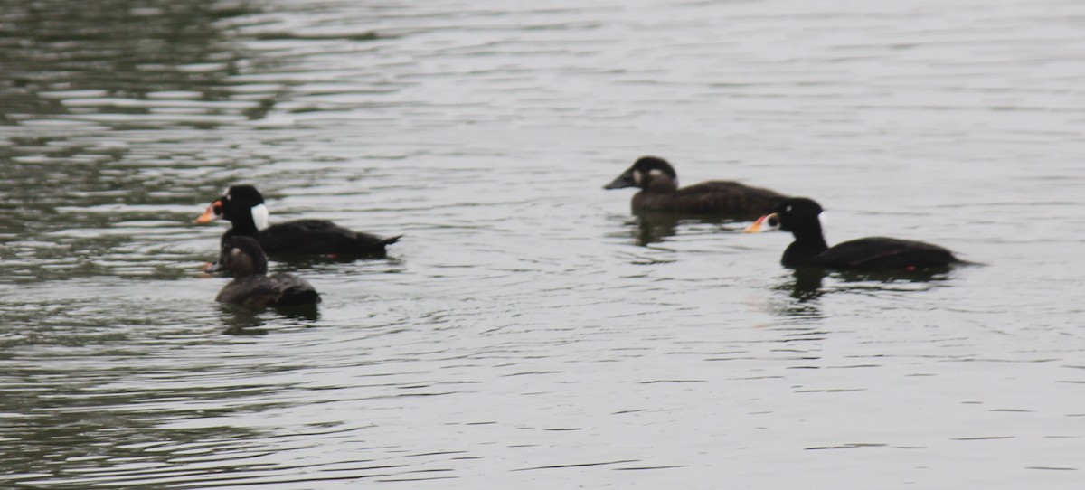 Surf Scoter - ML628155192