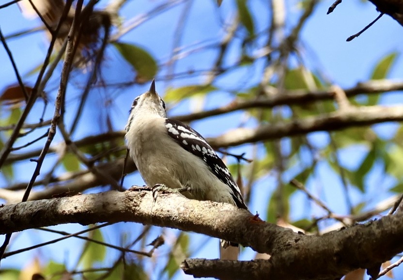 Downy Woodpecker - ML628155549