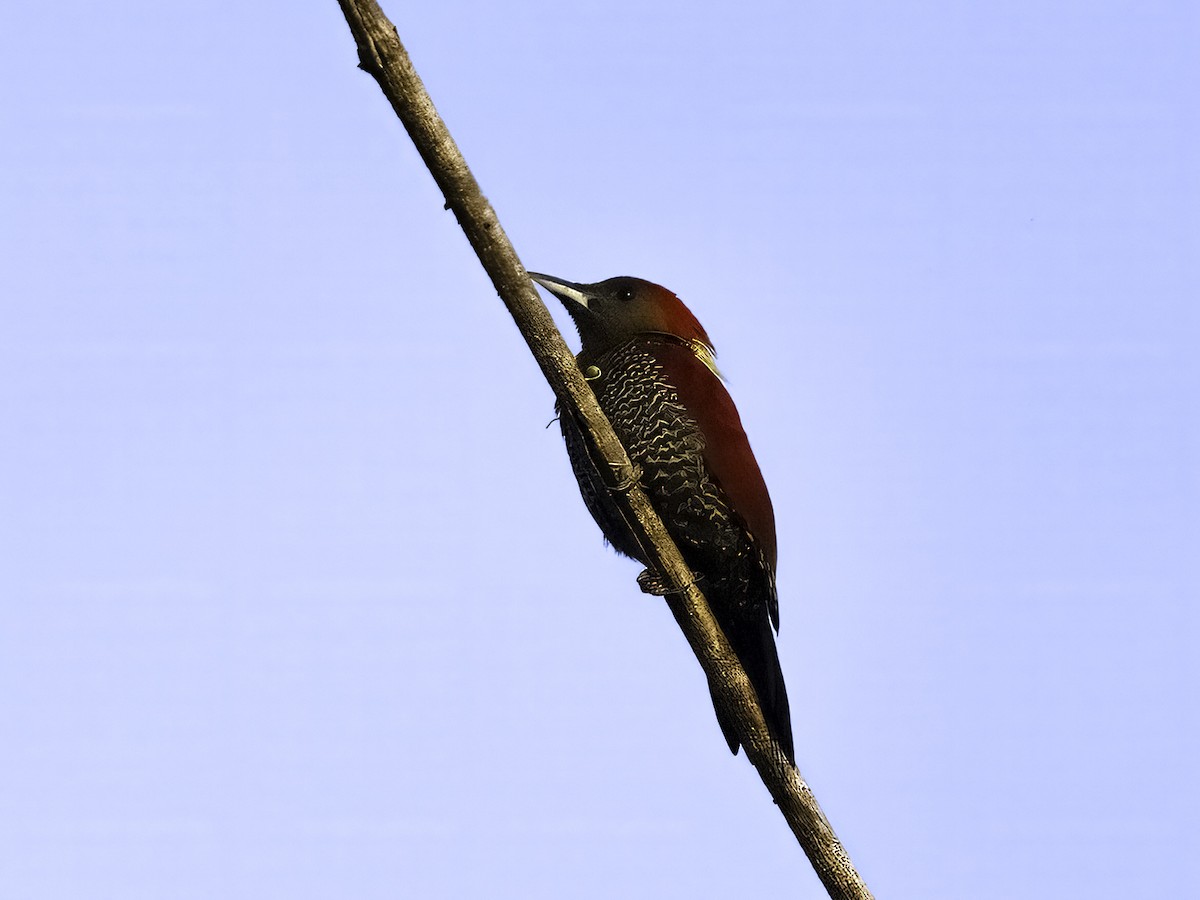 Banded Woodpecker - ML628155727