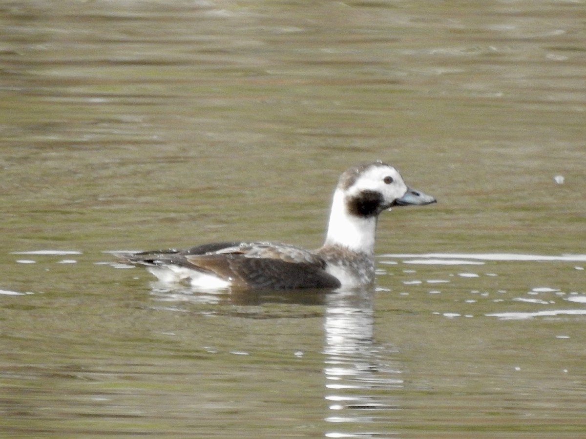 Long-tailed Duck - ML628155814