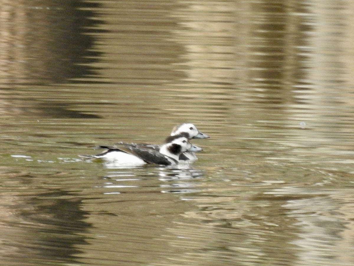 Long-tailed Duck - ML628155815