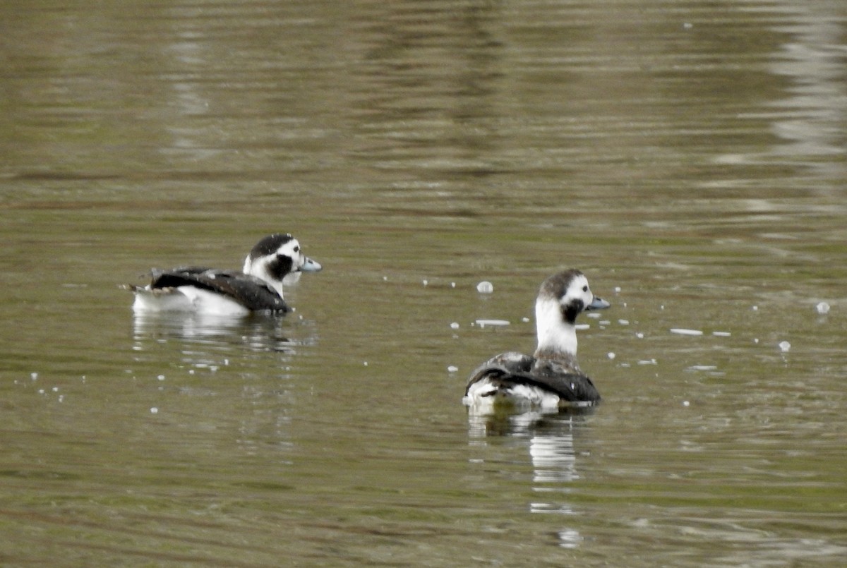 Long-tailed Duck - ML628155816