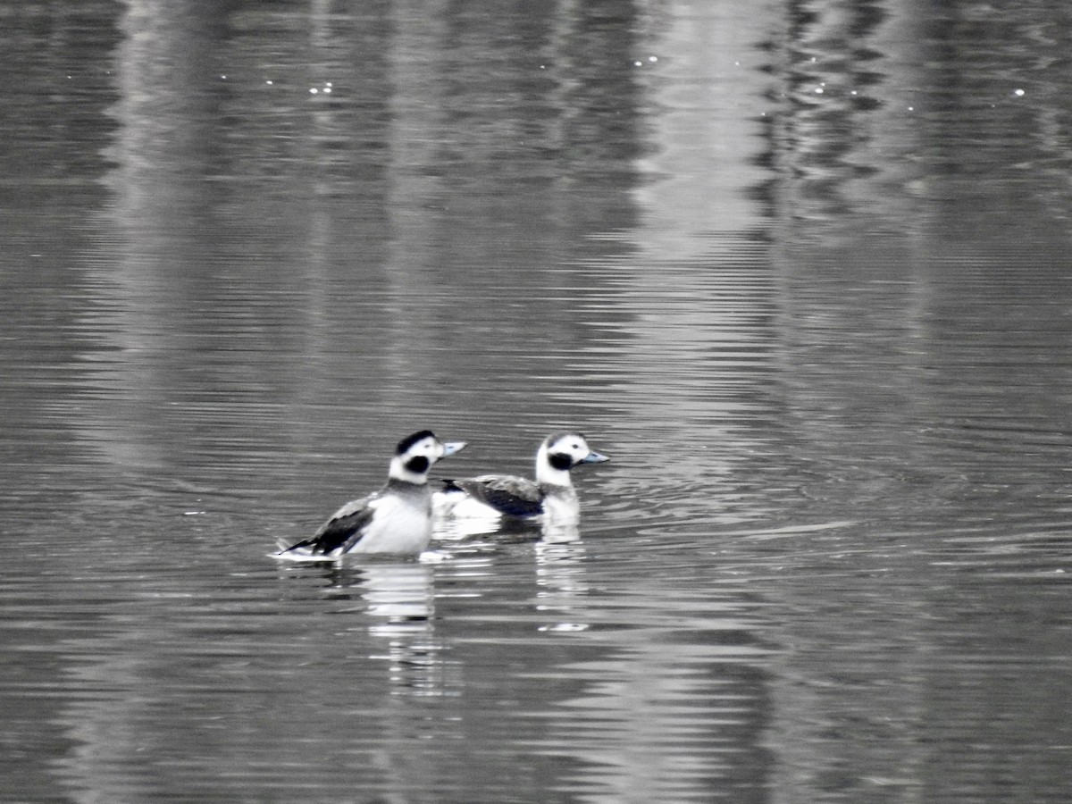 Long-tailed Duck - ML628155817