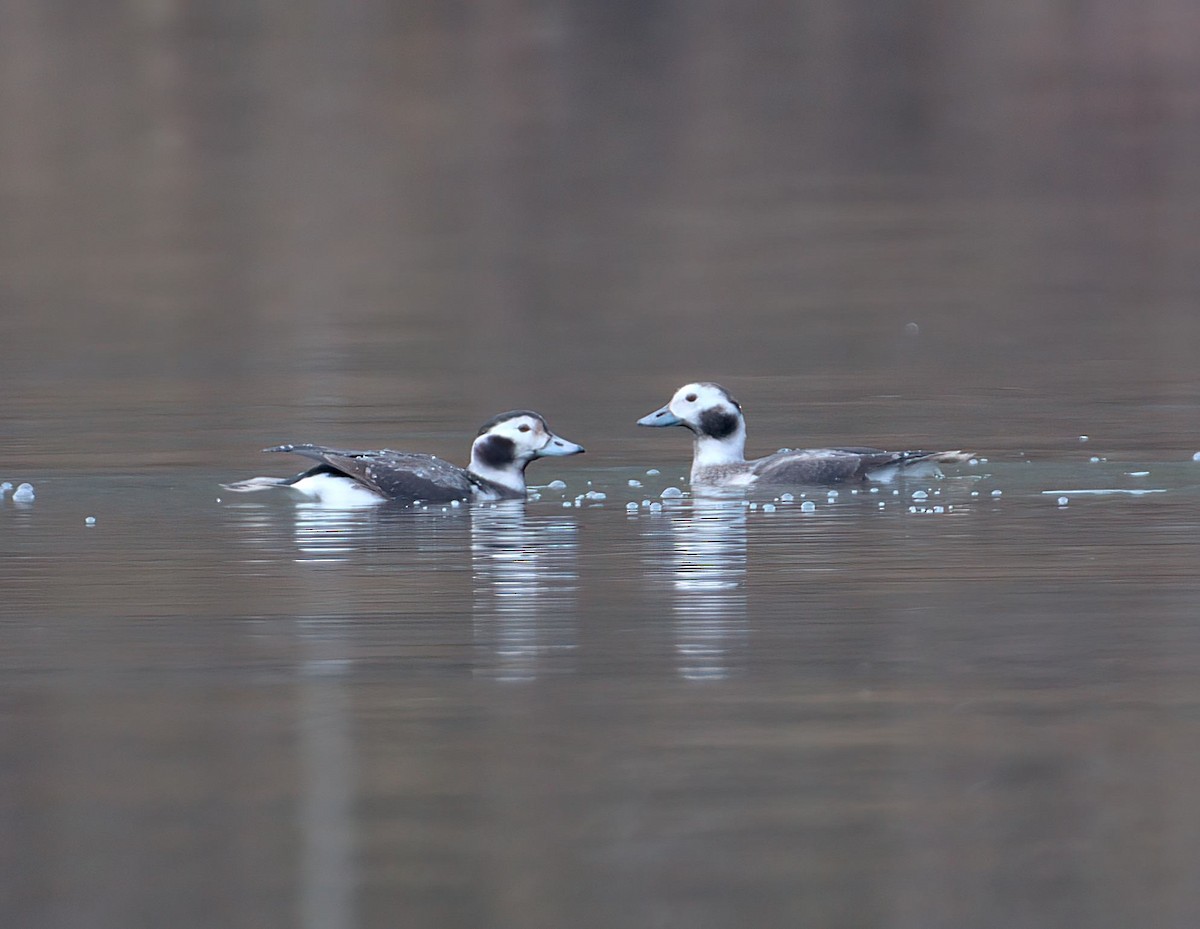 Long-tailed Duck - ML628155902