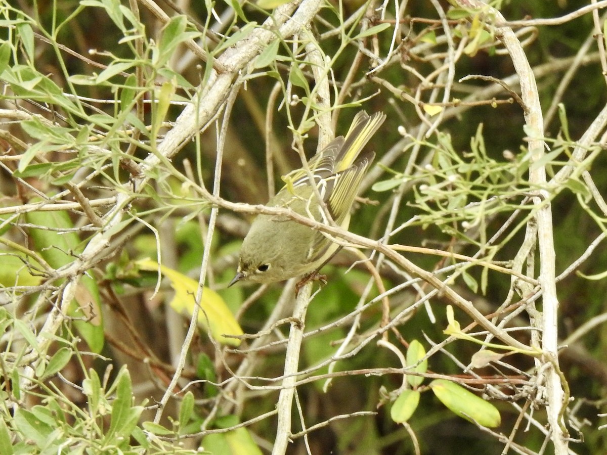 Ruby-crowned Kinglet - ML628155906